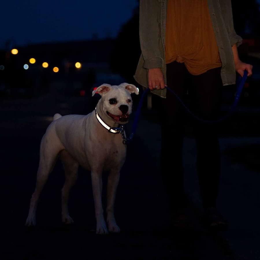 Водоустойчив отразяваща нашийник за кучета dogIDs с мека ръкохватка и номинална табелка - Обичай, здрав, регулируема, безопасно, стабилно към