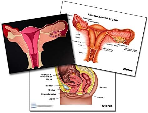 Здравето на жената (Половата карта)