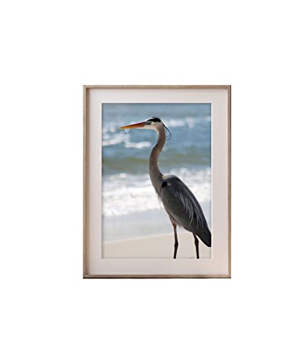 Heron на плажа разглежда профил на Пълноцветен фотография размер 8x10 За печат на стената - Само за печат Тематично изображение плажната на живот на брега на Мексиканск