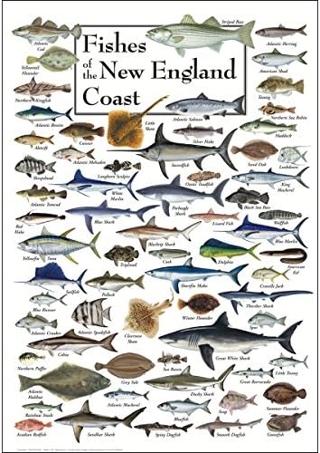 Земя, Небе + Вода - Риба на брега на Нова Англия - Плакат