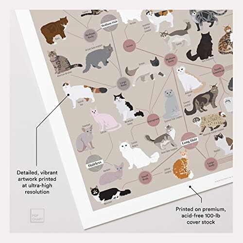 Поп чарт | Котки по категории | Художествен плакат 16 x 20 | Инфографика на всяка порода котки | Идеален декор за стени за