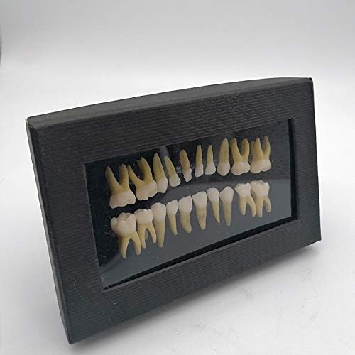Стоматологичен модел KH66ZKY два цвята Модел на млечните зъби Отворена Pulp Изолирано Модел зъб за проучване на Обучение Модел на зъбите на Демонстрационен Модел на зъб
