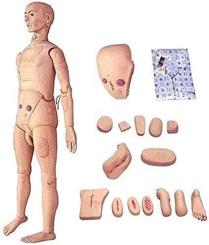 Анатомическая Модел на Манекен TUOZHE 170 см, Симулатор за Грижа за Пациентите за Мъже и Жени, Медицинска подготовка на медицински Сестри