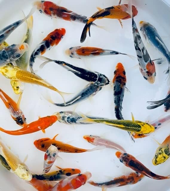 Златната рибка Толедо Голяма Koi за езера (16-18 см, 1 брой)