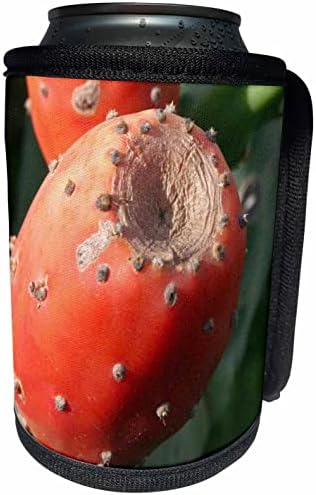 3. Плодовете на кактуса бодлива круша на Круша - Индийски смокини Близък план - Опаковки за бутилки-охладител (cc-364746-1)