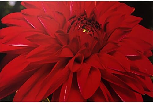 Принт на платно с червено цвете Рафаел Росен: Стенни отпечатъци върху платно-високо качество в дебелото дървена рамка в 5 различни размера (30х40)