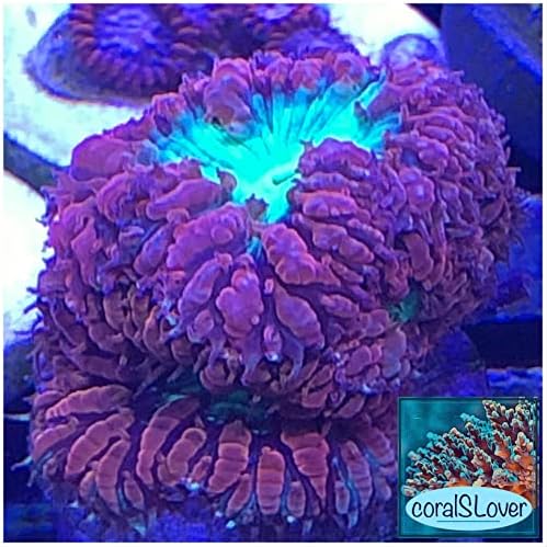 Фрагмент на живия морски корал - Orange Бластомусса (3 глави)