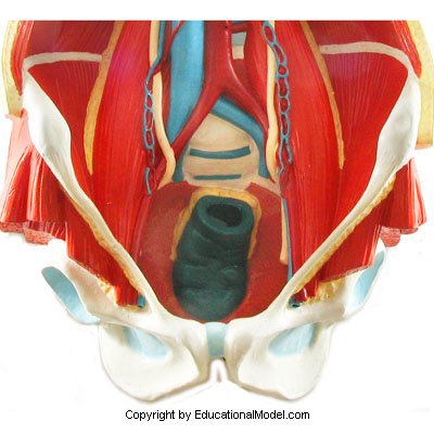 Мочевыделительная система на таза човек 0,8 в реален размер, 3D анатомическая модел, обучение анатомия