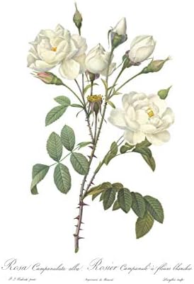 Ink Inc. Реколта Ботанически Щампи | Рози, Бяло-Розово Стенно изкуство | Цветен Декор / Комплект от 3 теми с размери 8 x 10