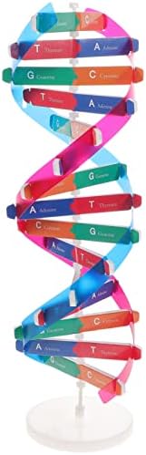 NUOBESTY Модел на Двойната Спирала на Набор от модели на ДНК Модел на Структурата на ДНК, Определени за изследване на човешките Гени, Биологичните Учебни помагала