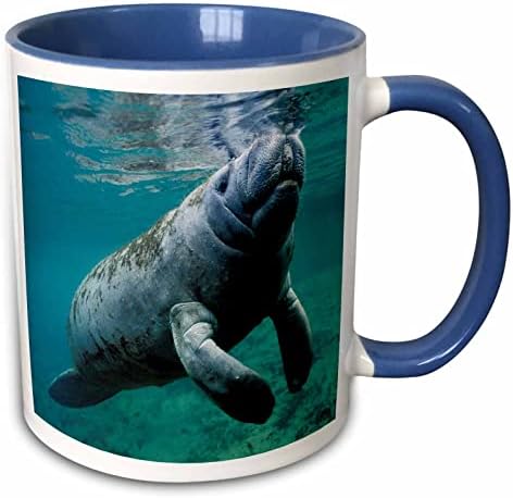 3dRose кружка_45536_6 на Уест индийски морска крава Trichechus manatus във Флорида, САЩ е Оцветен в синьо чаша, 11 грама, Многоцветен