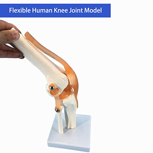 Модел на Коляното Veipho, Модел на Гъвкаво на Колянната става с Связками и Стойка, Модел на Коляното на Човек в естествен размер, Модел Анатомия на коляното, Модел на Ко