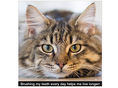 Чисти Зъбите Котешки Четка - Кръгла Мека Четка за Зъби За домашни Любимци - Мека Четина, За котки от Всички породи