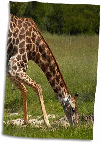 3. Пиенето за начет, Giraffa camelopardalis, NP Хванге, Зимбабве, Африка - Кърпи (twl-187910-3)