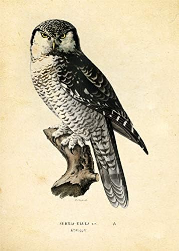 Инк.. Артистични щампи с изображение на совата и птици - Комплект от 9 парчета 5x7 - Без рамка