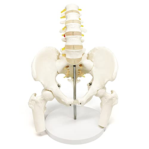 Модел мъжки Таза Evotech с 5 Поясничными отдели на гръбначния стълб, С Подвижна Глава на Бедрената кост, Анатомическая Медицинска Модел в