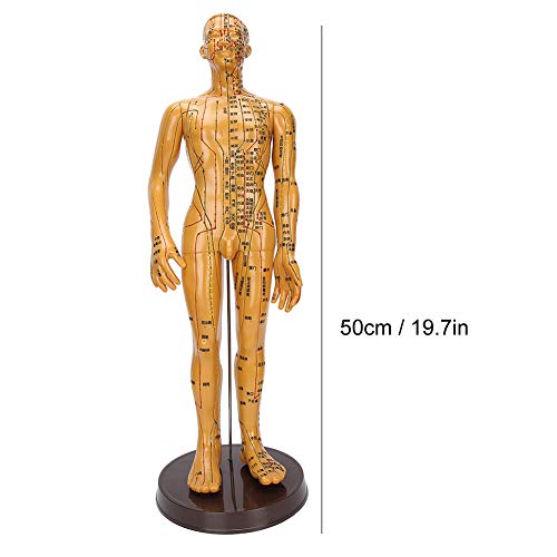 Модел акупунктура, Модел Акупунктура на тялото, модел Акупунктура женски мъжки човешкото тяло модел на меридиана меден цвят модел на човешкото тяло (F2)