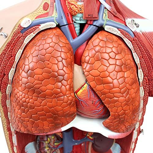 CRGL 34-Инчов Модел на Човек на торса на Тялото Анатомическая модел органи и системи на човека в пълен размер от 29 части за двата